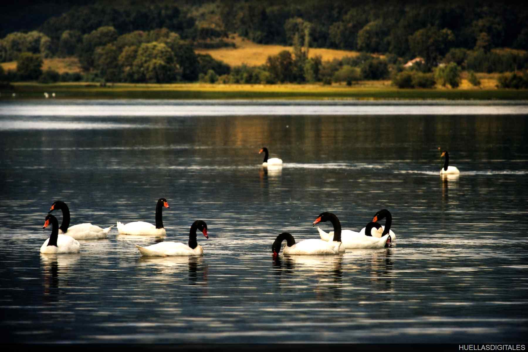 Cisnes en Lago Lanalhue * 2007
